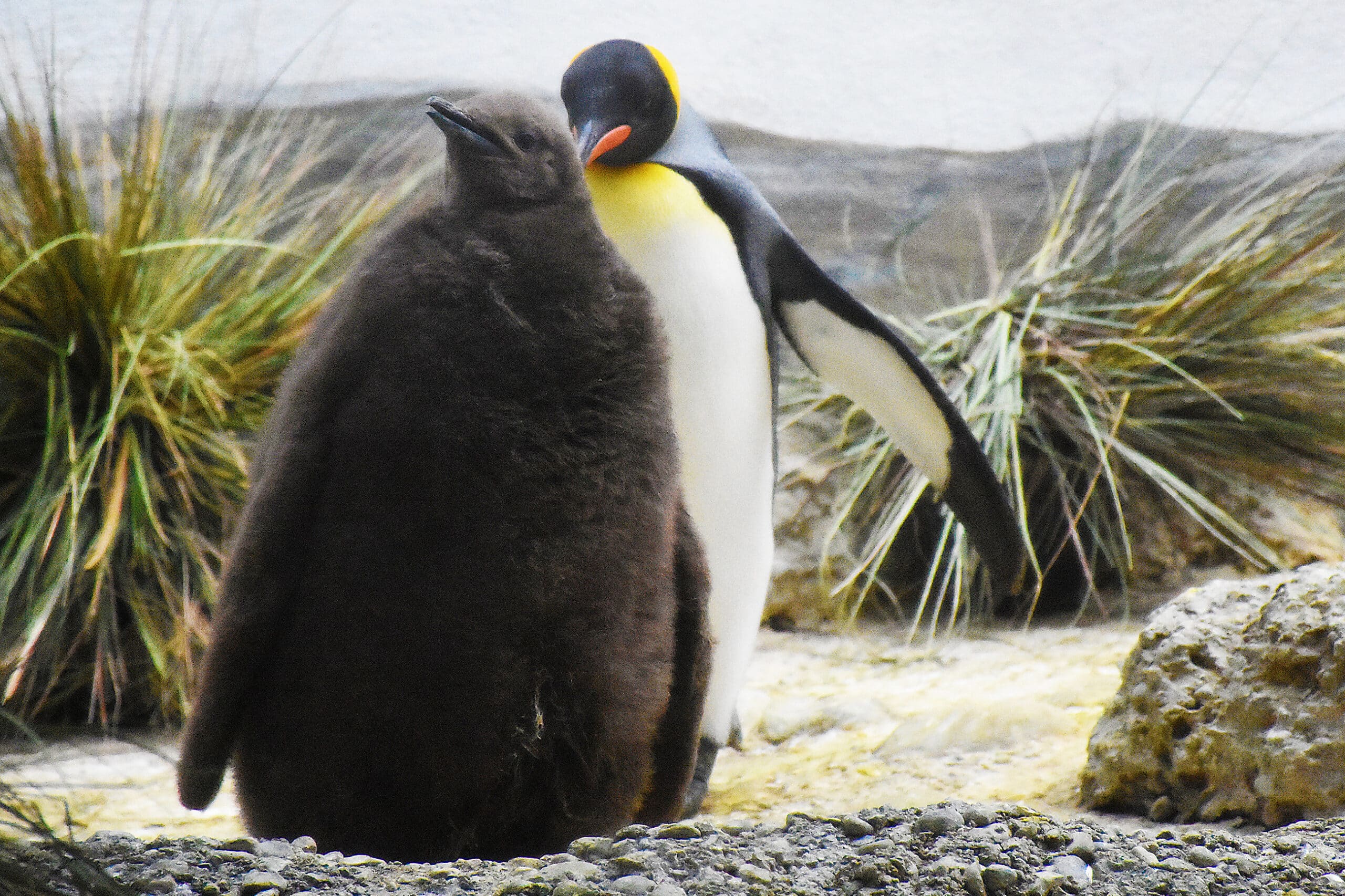 Ein Pinguinküken in seinem braunen Federkleid. Dahinter steht ein erwachsener Königspinguin.