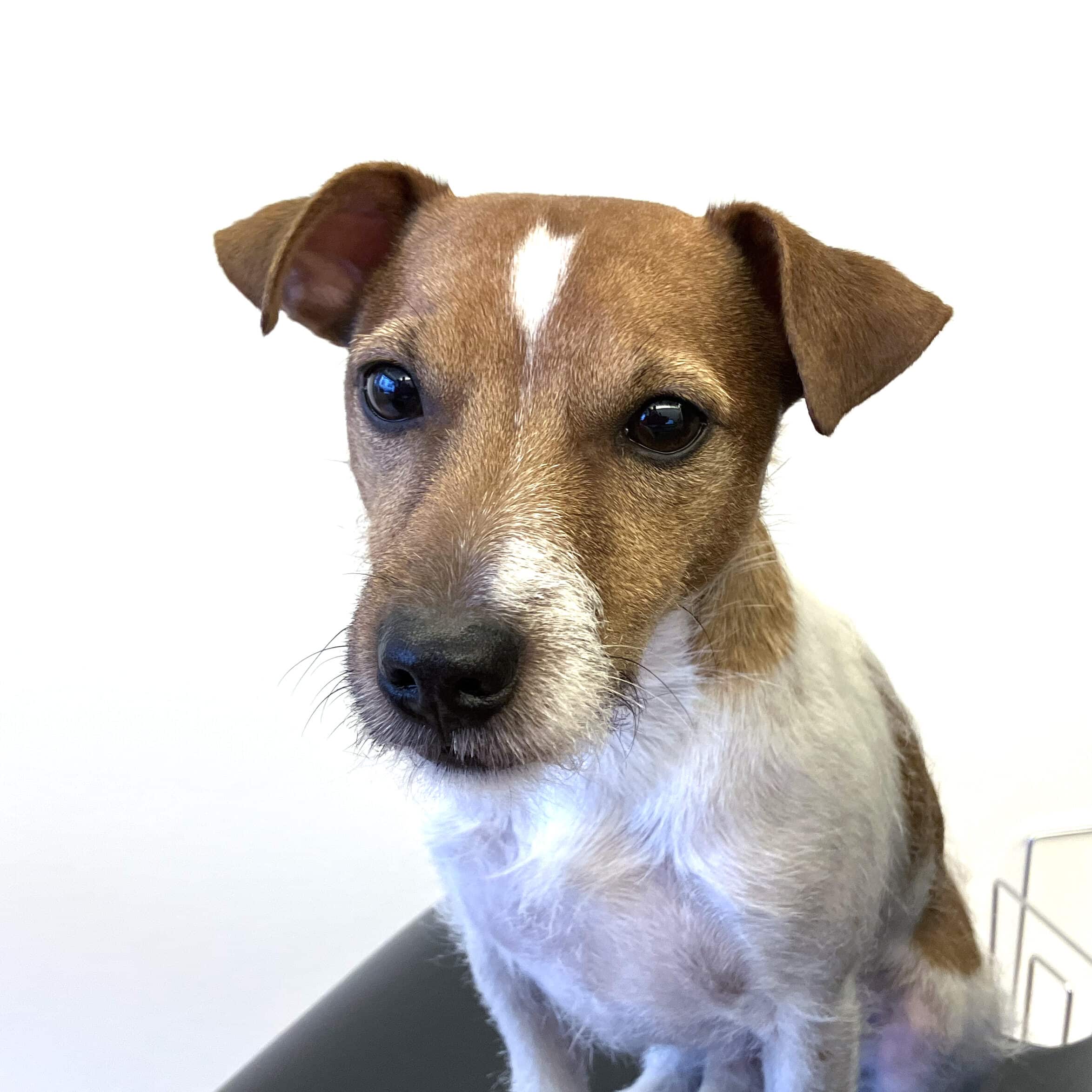 Redaktionshund Waldo schaut direkt in die Kamera. Bei der Rasse handelt es sich um einen Parson Russell Terrier.