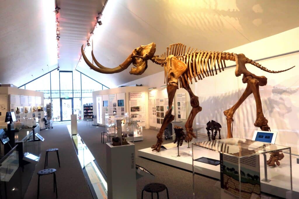 Ein Skelett eines Mammuts in einem Museum.