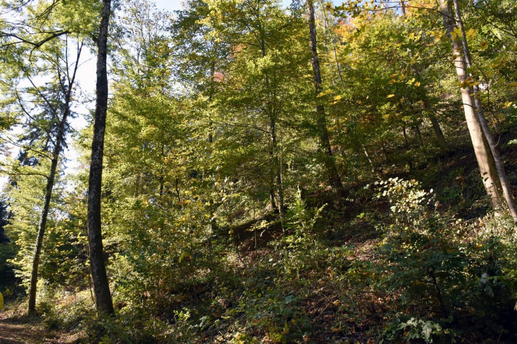 Politiker wollen wissen, ob unser Hunger nach Holz dem Zürcher Wald schadet