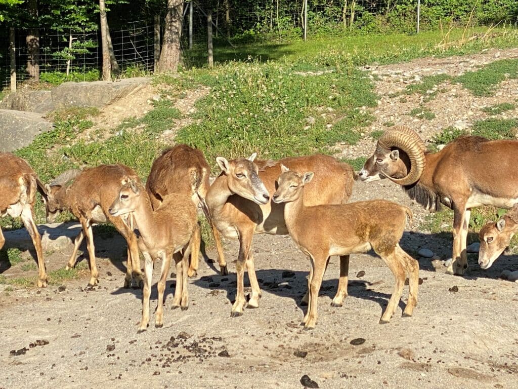 Eine Herde Mufflons (Wildschafe) in einem Gehege. Die Tiere tragen ein braunes kurzes Fell.