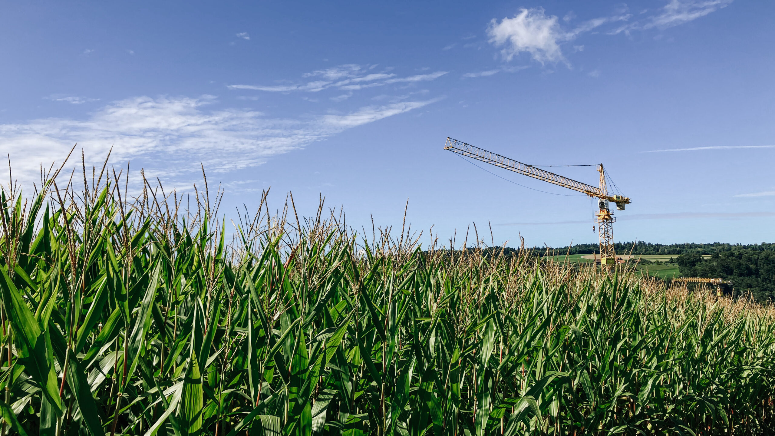 Ein Maisfeld unter fast wolkenlosem blauen Himmel. Dahinter ragt ein gelber Baukran hervor.