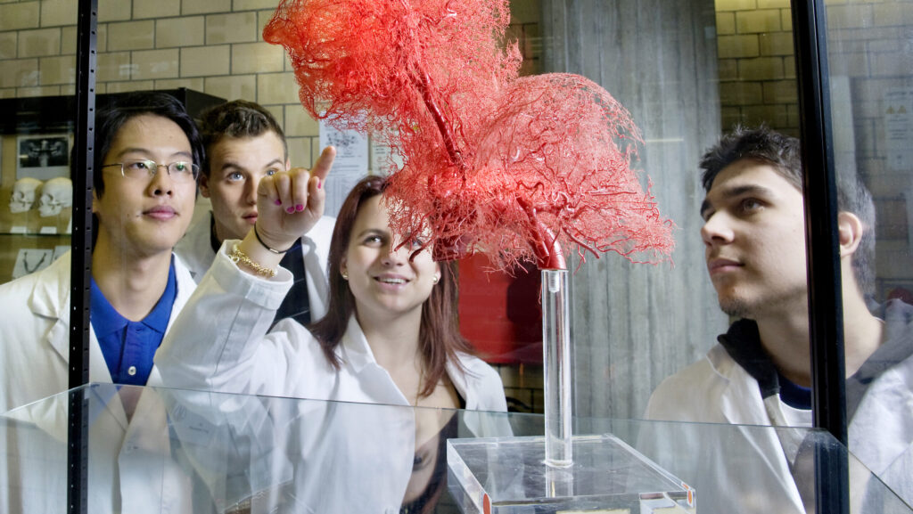 Auf dem Foto sind vier Medizinstudentinnen und Medizinstudenten (drei Männer und eine Frau) in weissen Kitteln zu sehen, die in der Anatomischen Studiensammlung ein Objekt betrachten.