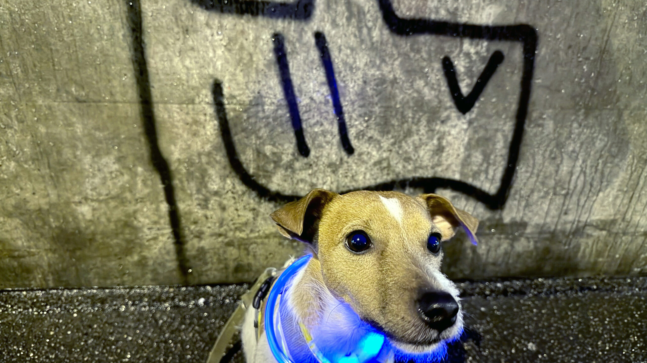 Zeitungen, die keiner mehr kennt (aber damals alle gelesen haben)