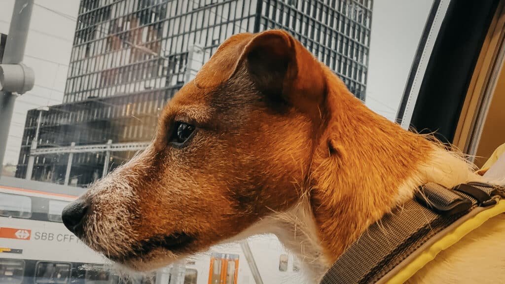 Schnüffel, schnüffel – Waldo weiss wieder mal Bescheid