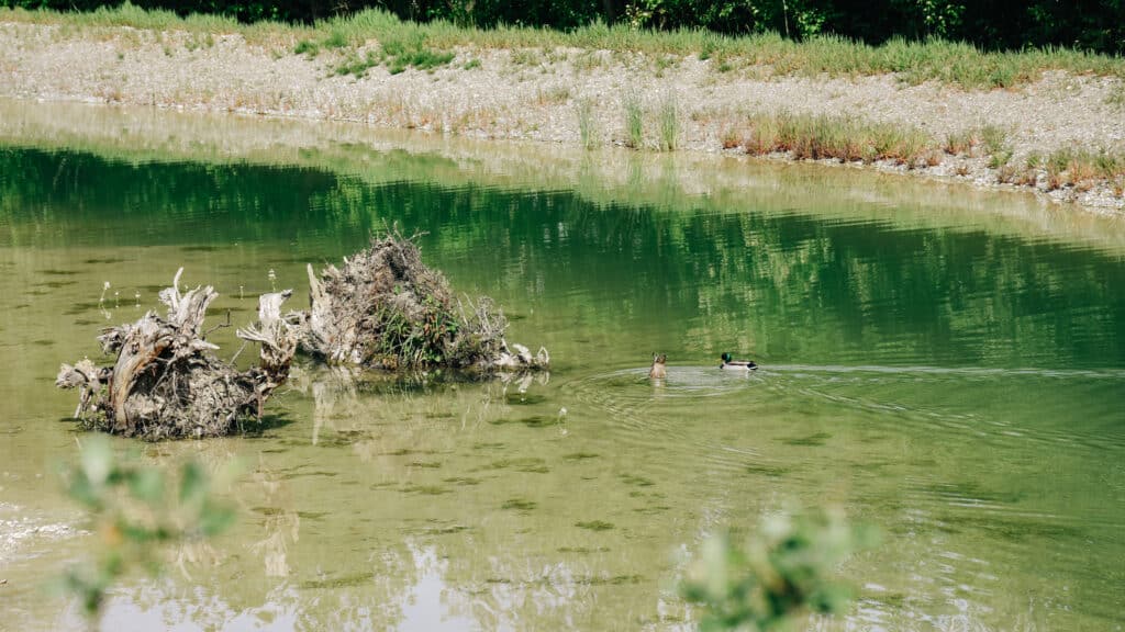 Zwei Stockenten schwimmen in der neuen Weiheranlage im Irchelpark.
