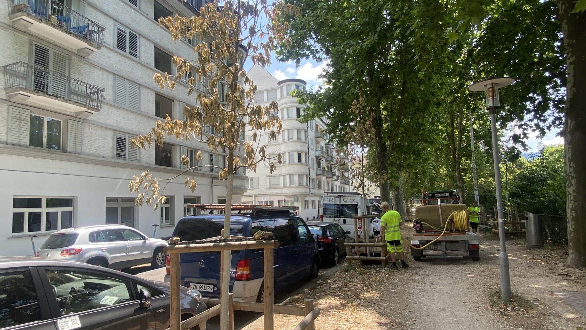 Zu sehen ist im Vordergrund ein Jungbaum, der abgestorben ist. Hinten bewässert ein Angestellter der Stadt einen anderen Jungbaum, der eventuell überlebt. Links hat es eine Häuserzeile, rechts eine Baumallee mit mächtigen Bäumen.