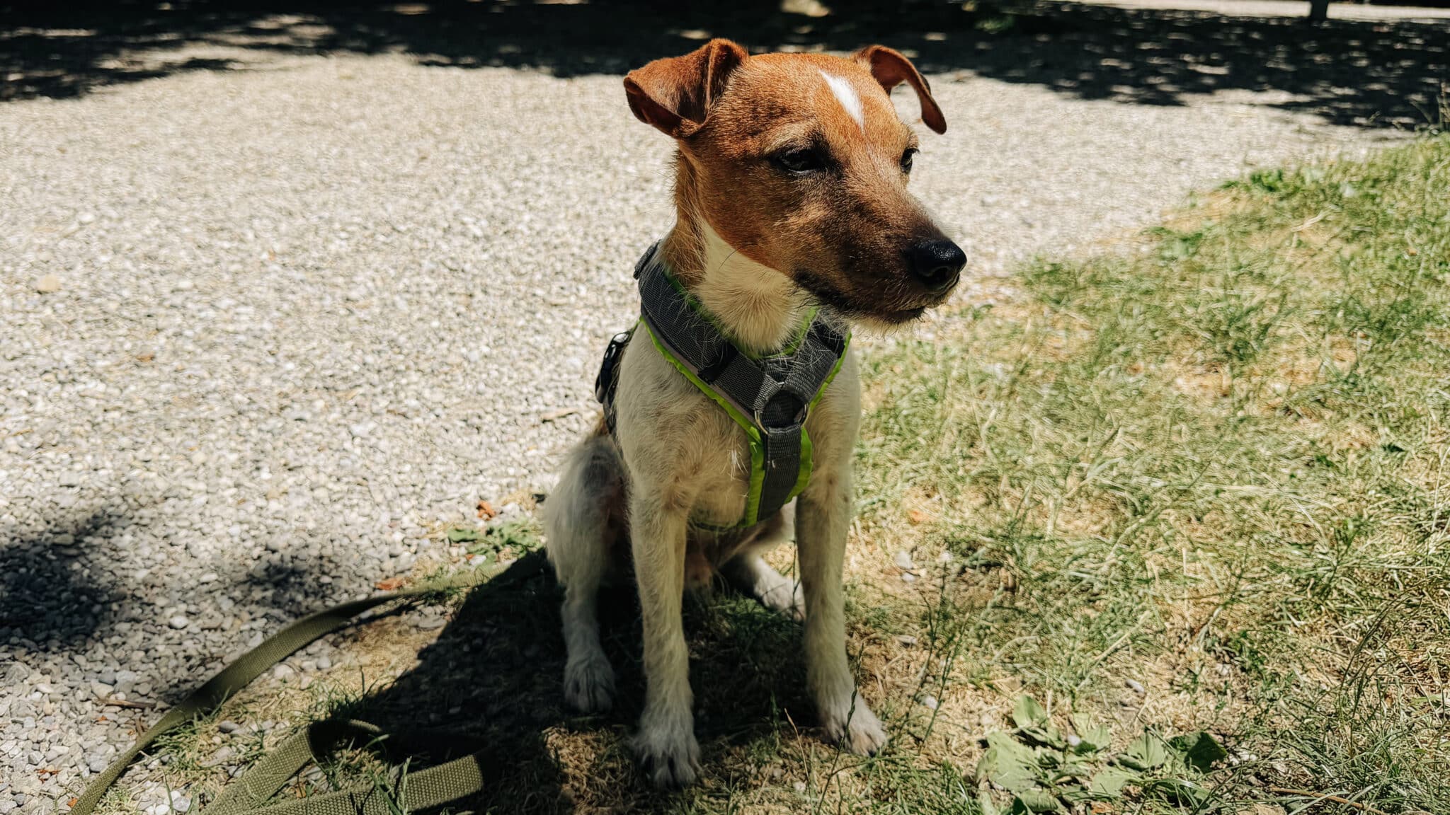 Braun-weißer Hund mit grünem Geschirr sitzt im Halbschatten auf einer Wiese neben einem Kiesweg.